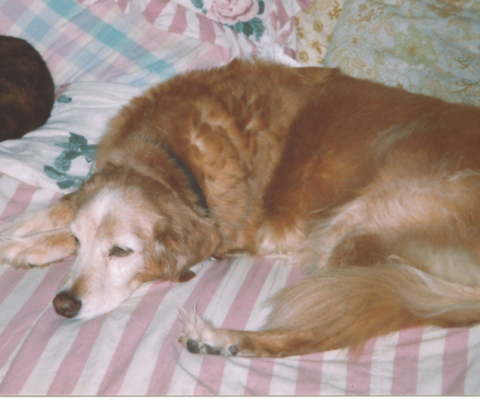 Grief Anticipation and Loving Fully Anyway