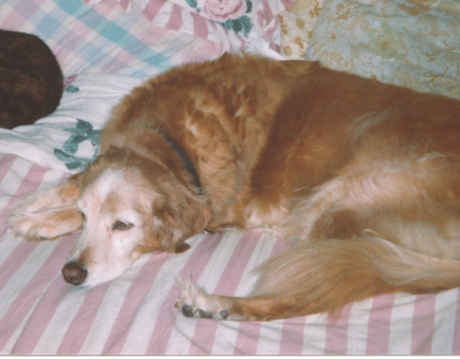 BellenPaws.com - Tabitha and Goldie