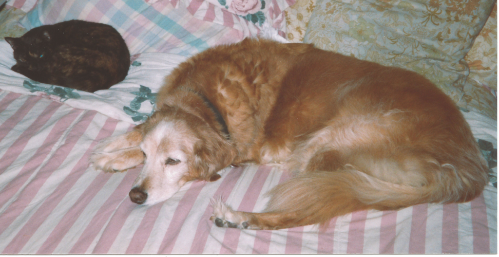 BellenPaws.com - Tabitha and Goldie