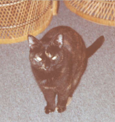 Caring for a Cat While Waiting for Radioactive Iodine Therapy: What to Expect and How to Prepare
