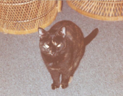 Tabitha in the Living Room