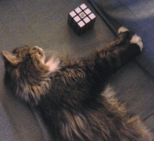 BellenPaws.com - Tuffy with Rubik's Cube