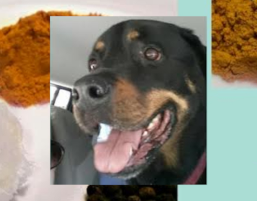 BellenPaws.com - Turmeric Paste for Diesel