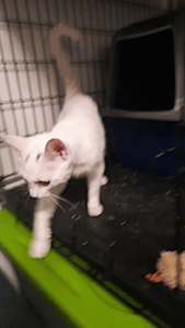BellenPaws.com - Whitey and her Box
