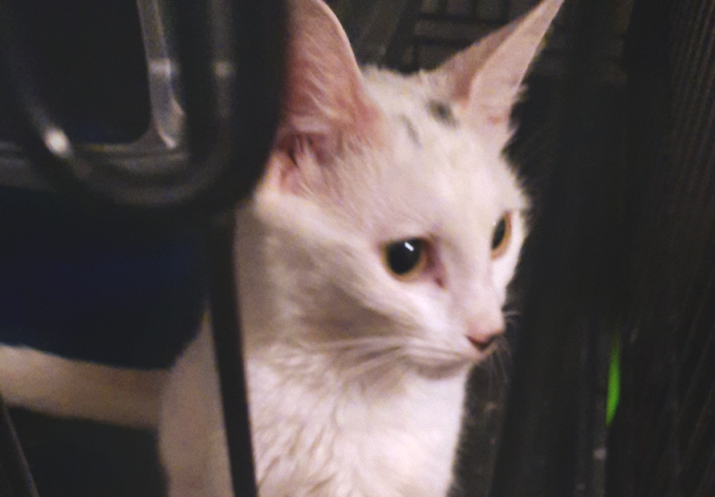 Whitey in Crate