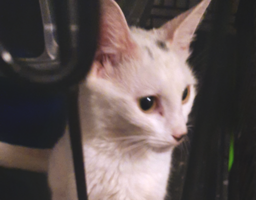 Whitey in Crate