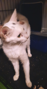 Whitey and her Litter Box