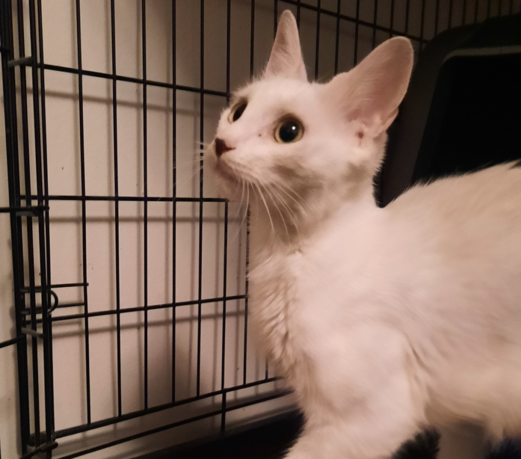 Whitey Rescue