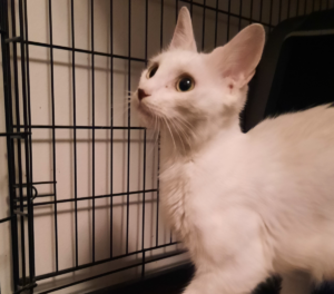 Whitey Rescue
