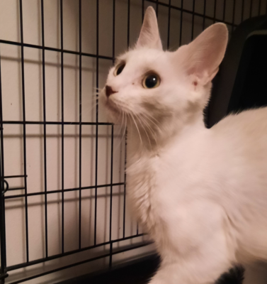 How to Decode Rescue Jargon in Pet Listings