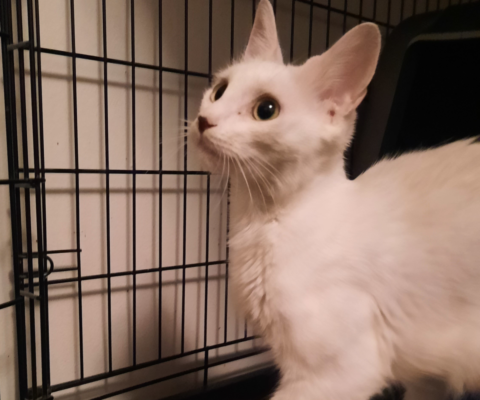 How to Decode Rescue Jargon in Pet Listings