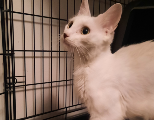 Whitey Rescue