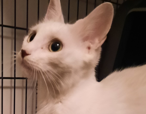 BellenPaws.com - Whitey