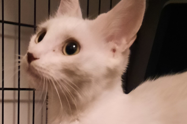 Understanding the Reality of Senior Feral Cats