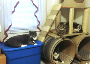 Zipper, Belle, and Paws