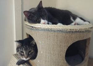 BellenPaws.com - Belle and Zippy