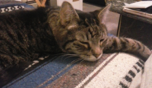 BellenPaws.com - Zipper Resting