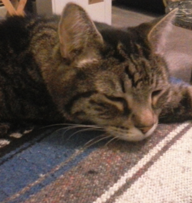 Understanding Pet Diabetes Beyond the Myths