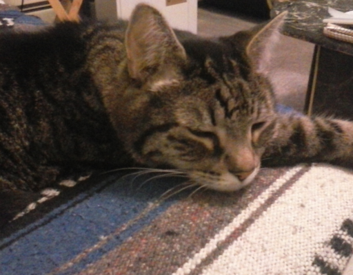 BellenPaws.com - Zipper Resting