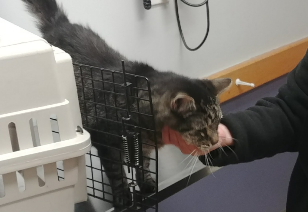 Zippy at the Vet on the Table