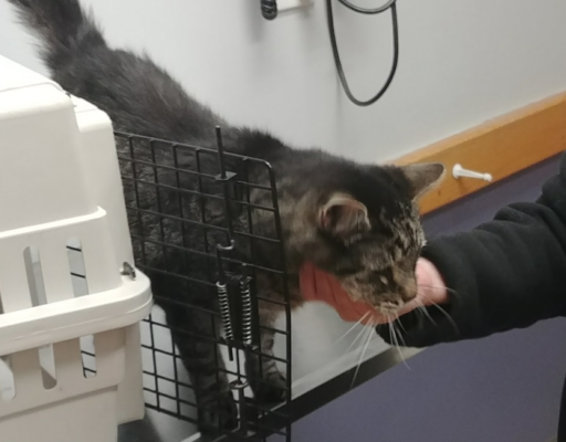 Zippy at the Vet on the Table