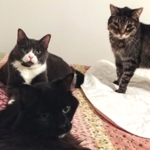 Zippy, Blackie, and Belle on Bed