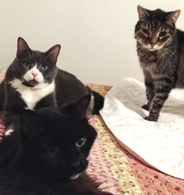 Dietary Considerations for Thyroid-Impaired Pets