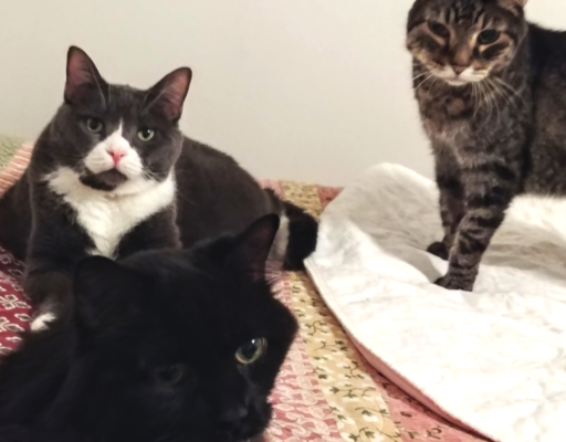 Zippy, Blackie, and Belle on Bed