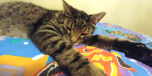 Zippy Chillin'