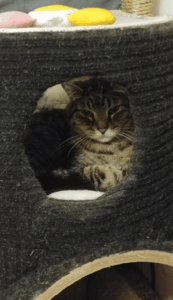 BellenPaws.com - Zipper in HIS Spot