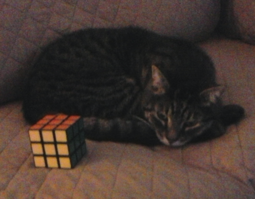 BellenPaws.com - Zippy with Cube