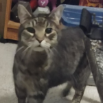 BellenPaws.com - Zippy Curious