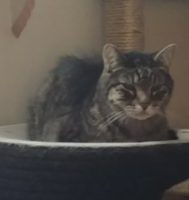 Glucose Levels: When Numbers Start to Tell a Story