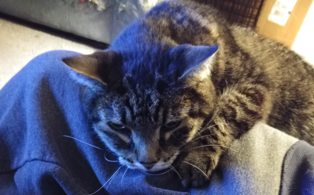 Zippy on Lap
