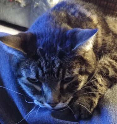 The Hidden Rewards (and Realities) of Fostering Senior Dogs and Cats