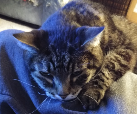 The Hidden Rewards (and Realities) of Fostering Senior Dogs and Cats