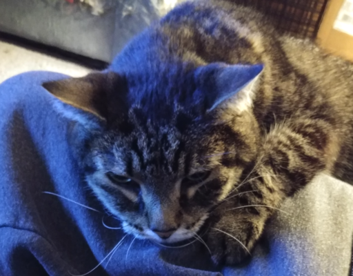 Zippy on Lap