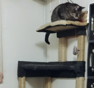 BellenPaws.com - Zippy in the Tree