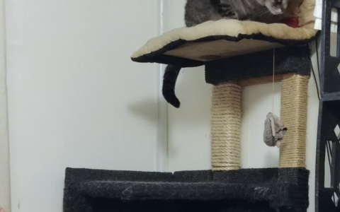 Why Cats Love High Places and What It Means for Senior Cats