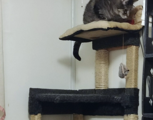 BellenPaws.com - Zippy in the Tree