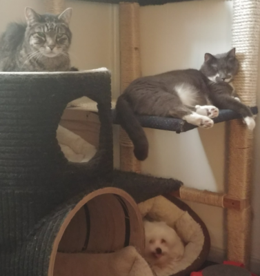 Living the Gentle Balance of a Senior Multi-Pet Home