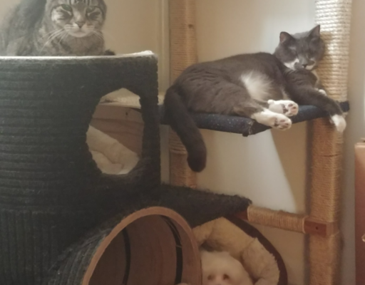 Zippy, Paws, and Bela in the Tree