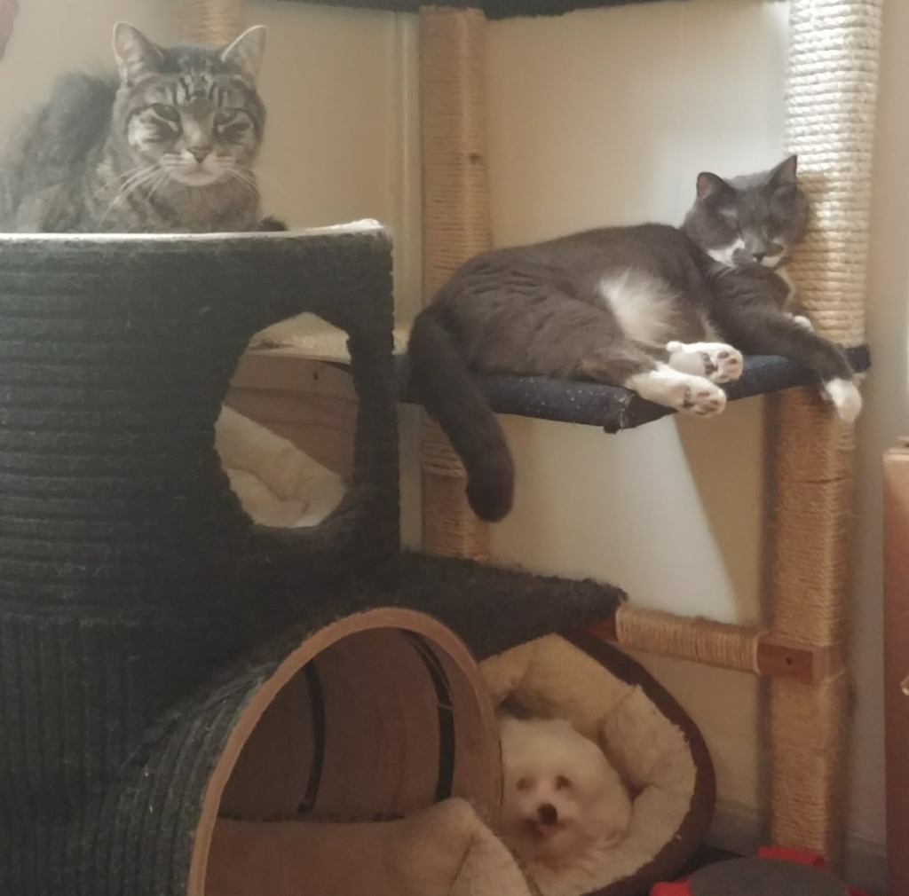 Zippy, Paws, and Bela in the Tree