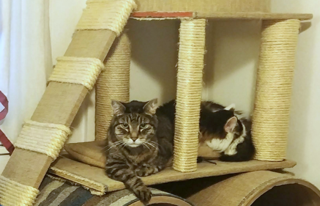 Zippy and Rascal in the Tree