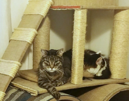 Zippy and Rascal in the Tree
