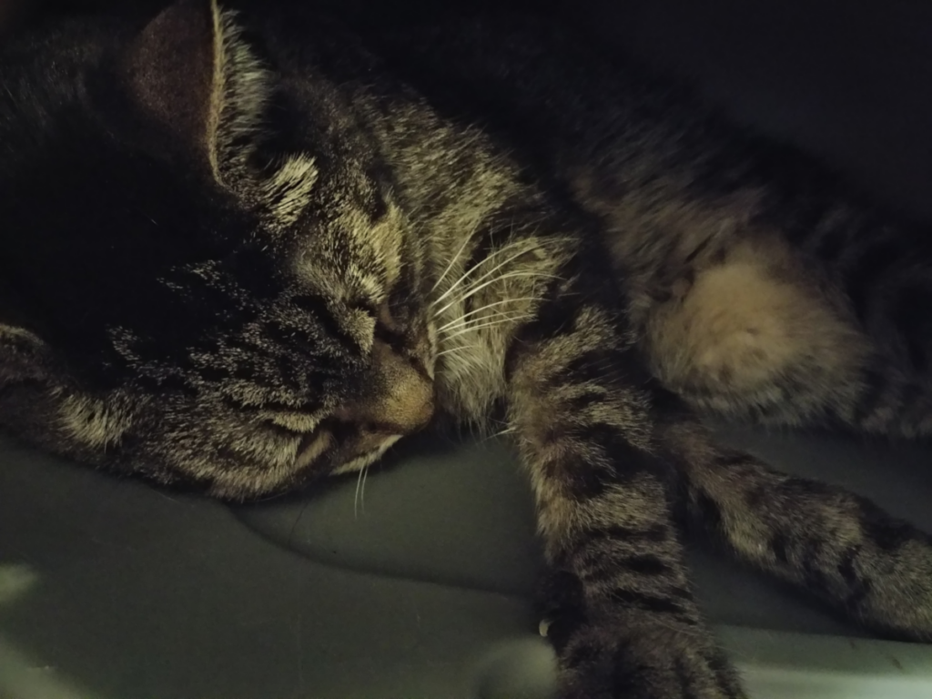 Zippy Sleeping