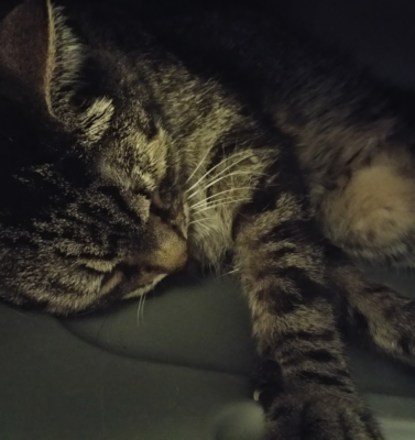 Traveling with a Diabetic Pet: Packing and Logistics