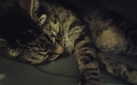 Traveling with a Diabetic Pet: Packing and Logistics