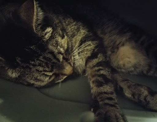 Zippy Sleeping