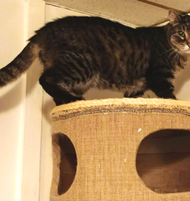 Decoding Your Cat’s Changing Body Language As They Age